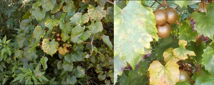 [Two photos  spliced together. On the left is a view of a vine with its large roundish leaves with yellowing on the edges is spread across quite a bit of fence completely obscuring it. On the right is a close view of the fruits of this vine. They are grape-sized gold balls. ]